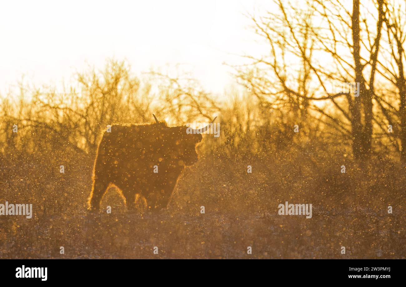 La silhouette delle mucche delle Highland si trova in un campo innevato in inverno in Canada Foto Stock