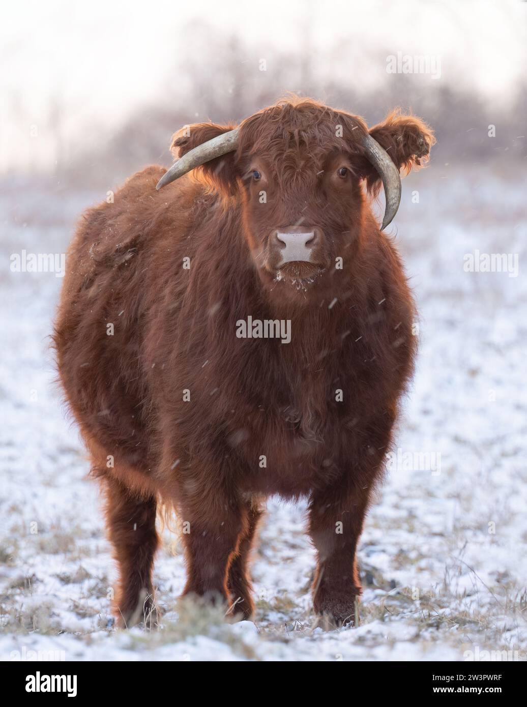 Mucca delle Highland che cammina in un campo innevato in inverno in Canada Foto Stock