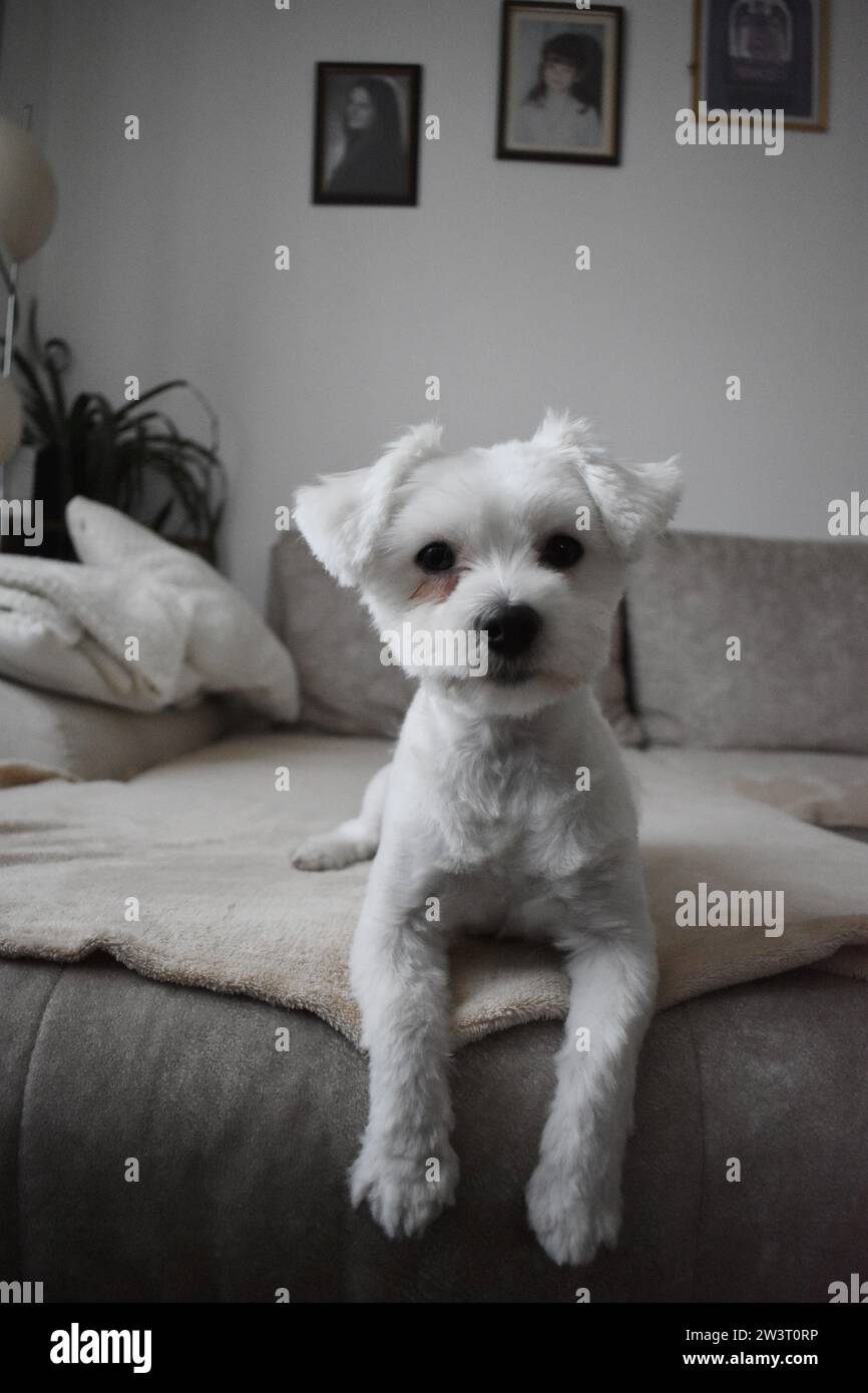 Cane maltese Foto Stock
