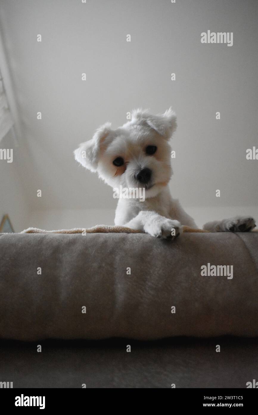 Cane maltese Foto Stock