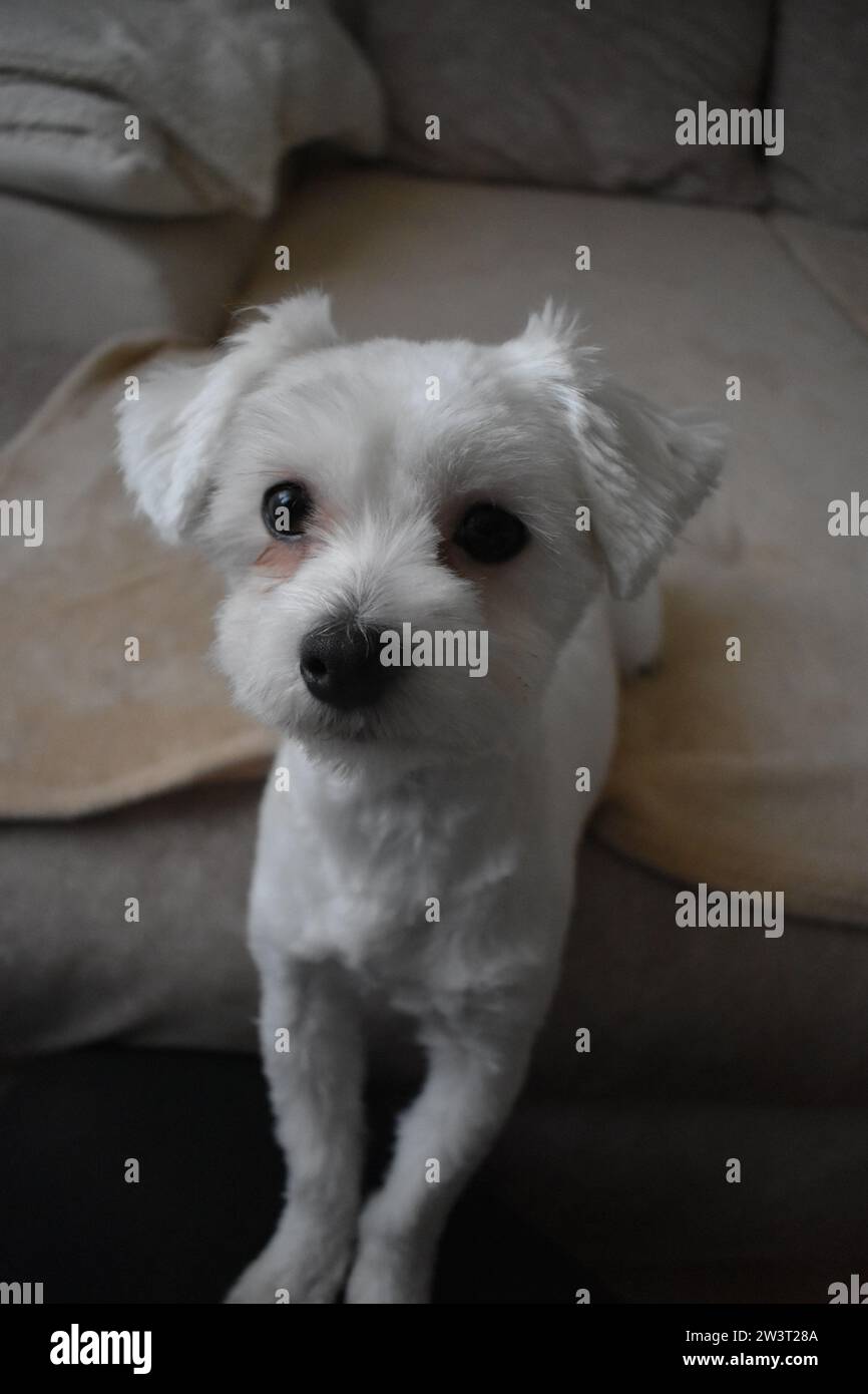 Cane maltese Foto Stock