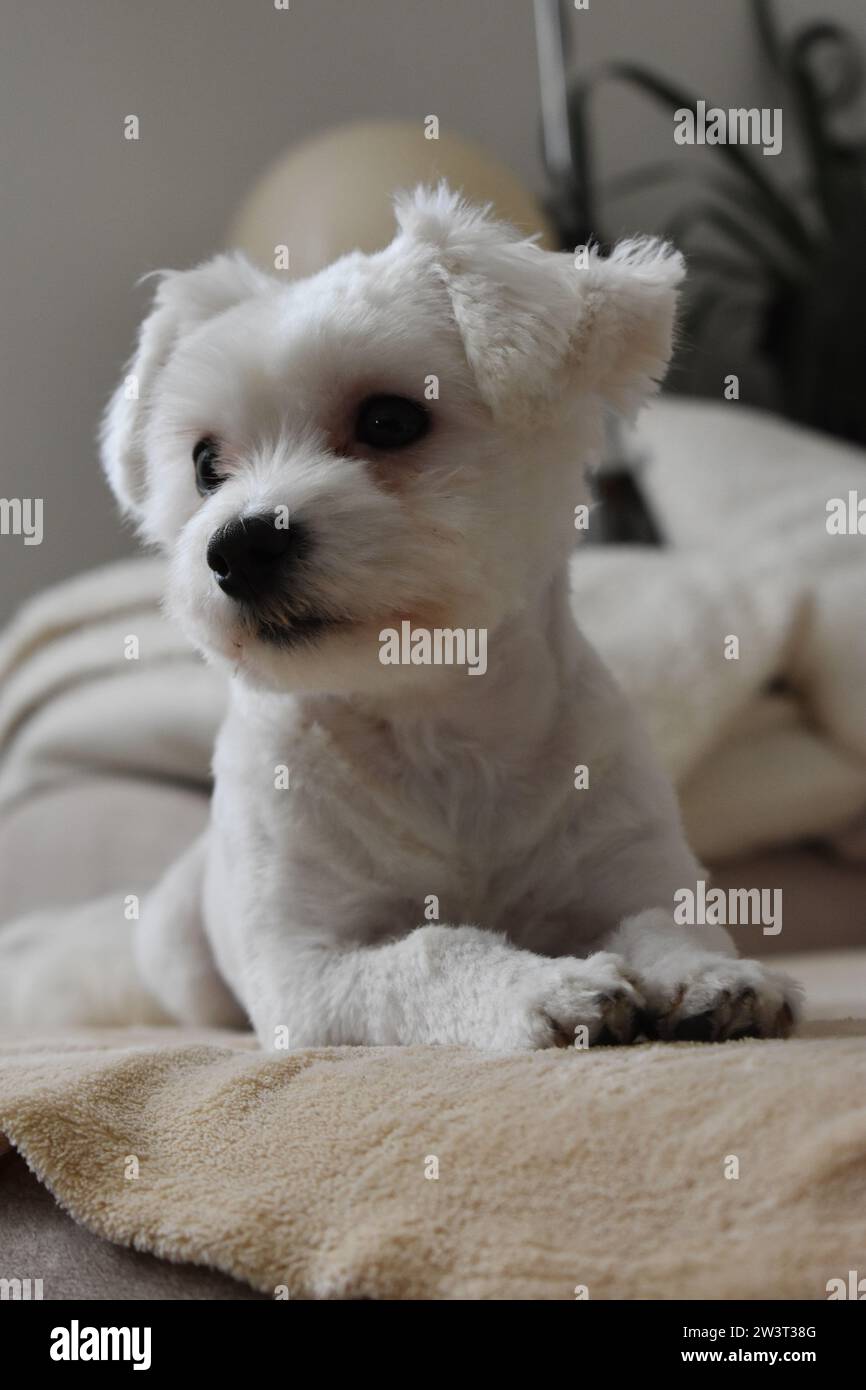 Cane maltese Foto Stock