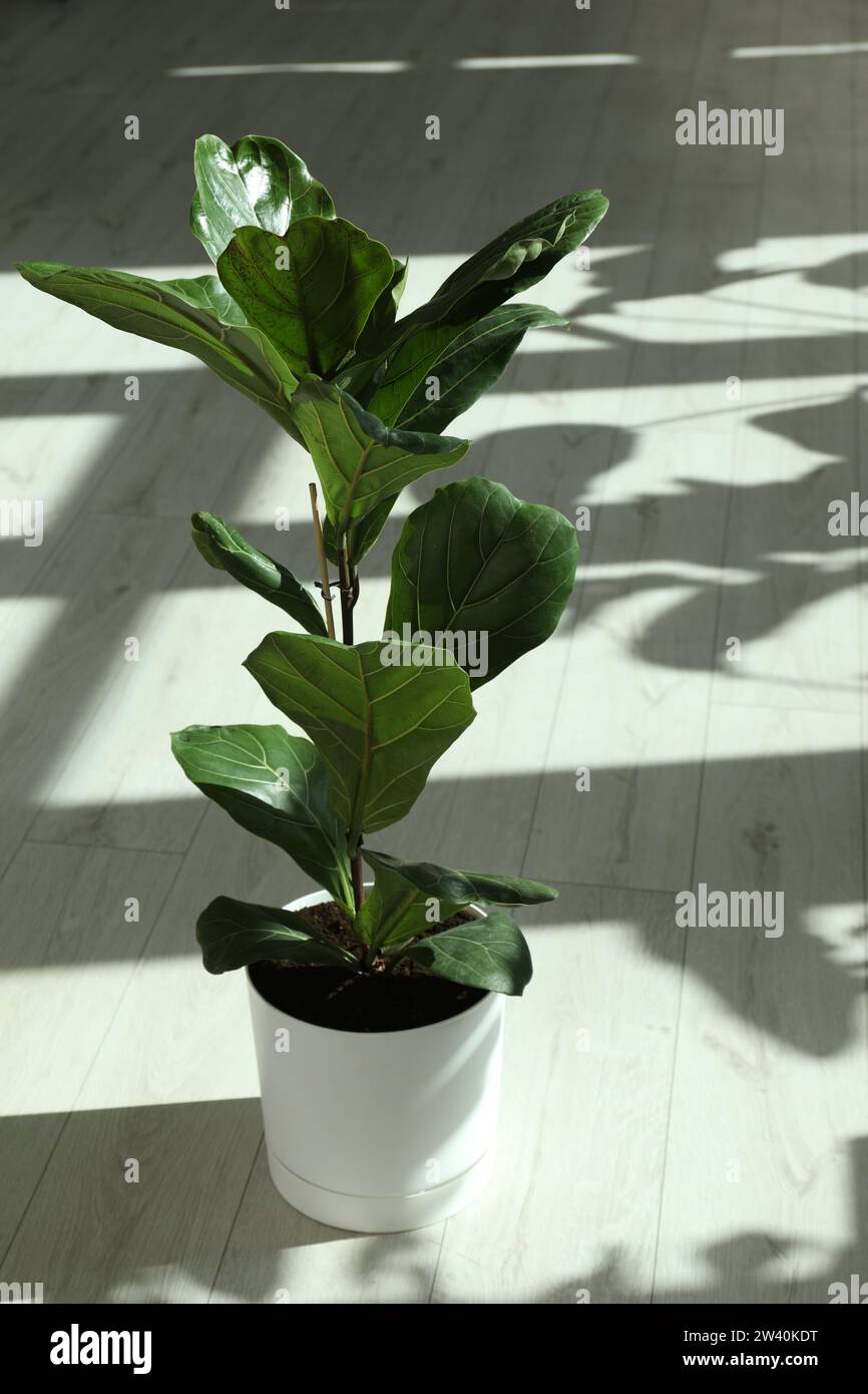 Fiddle Fig o Ficus Lyrata con foglie verdi al chiuso Foto Stock