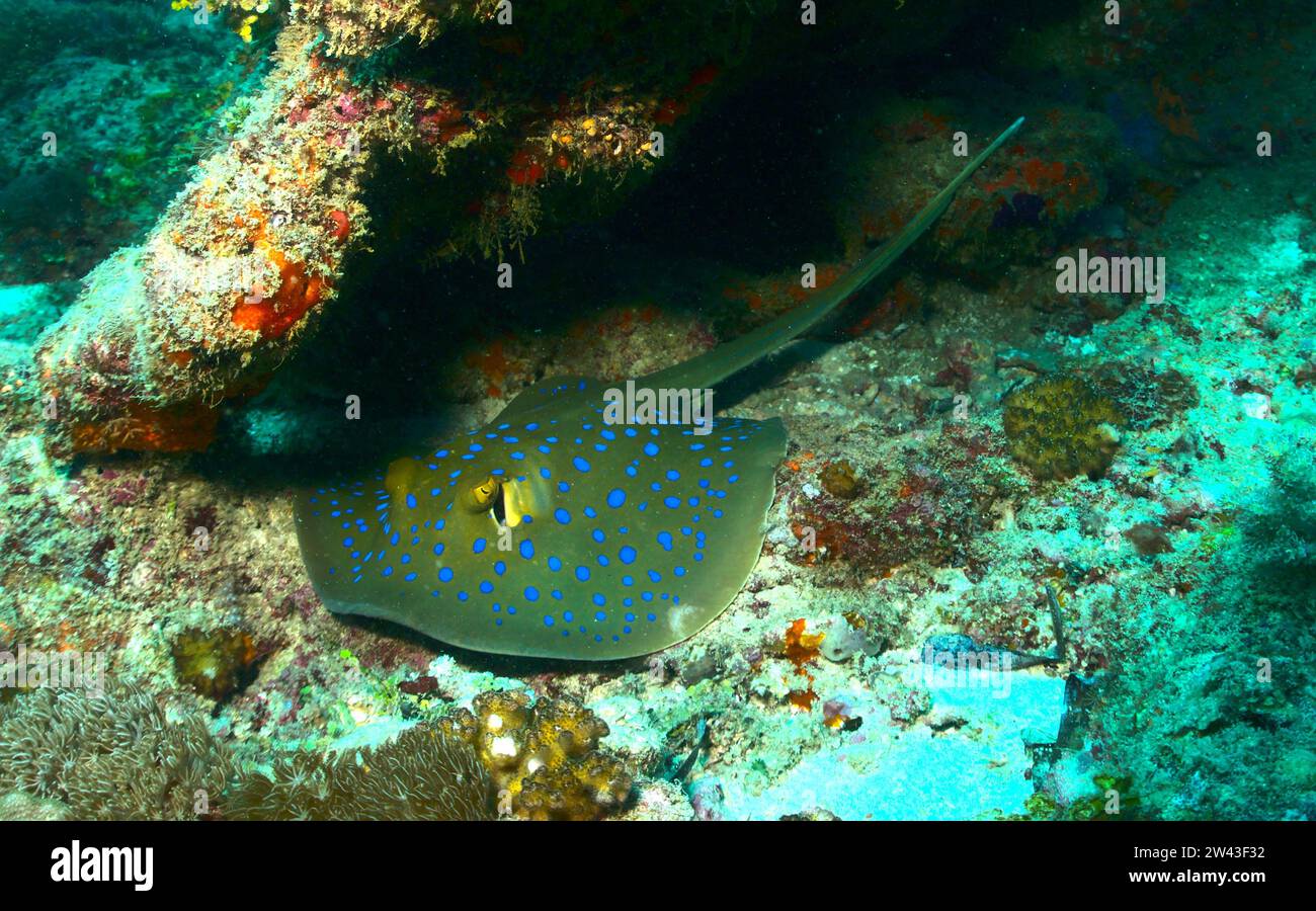 la razza a coda di coste spartita su tutta la lunghezza giace ancora al piano inferiore sotto una fessura nella barriera corallina del parco marino di watamu, kenya Foto Stock