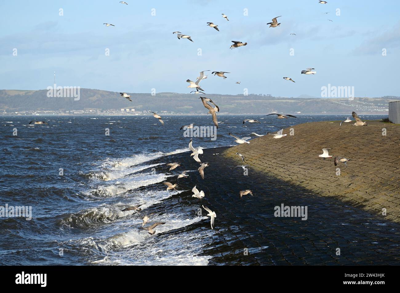 Edimburgo, Scozia, Regno Unito. 21 dicembre 2023. La tempesta Pia porta forti venti e tempeste al porto di Newhaven, nel quarto estuario. Gabbiani che volano tra i forti venti e le onde che si infrangono sul frangiflutti. Crediti: Craig Brown/Alamy Live News Foto Stock