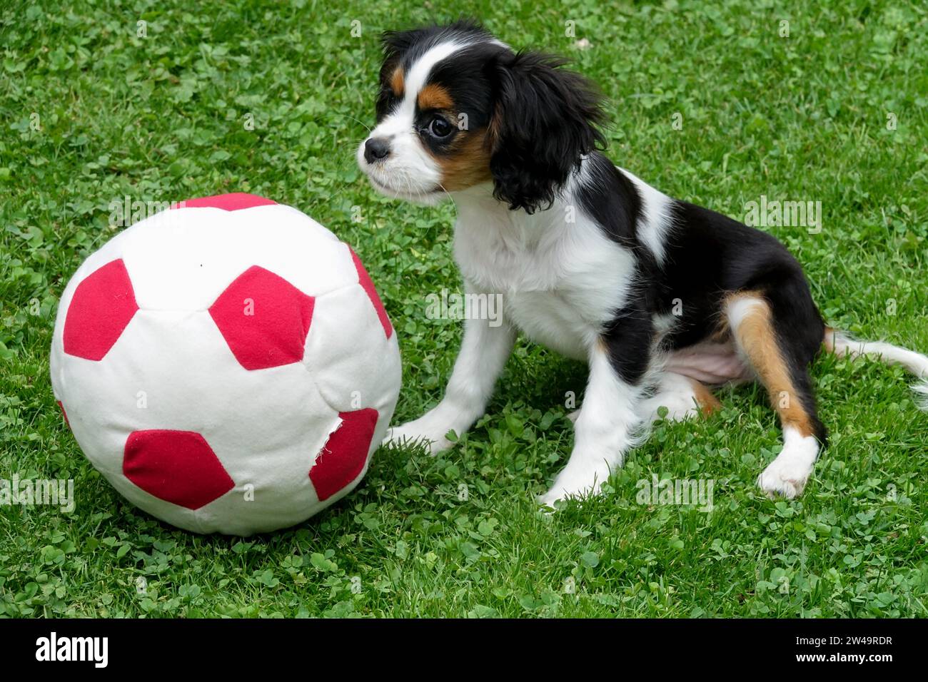 Adorabile cucciolo del Cavalier King Charles Spaniel che gioca con una palla da calcio rossa e bianca su erba verde, mostrando pura curiosità Foto Stock