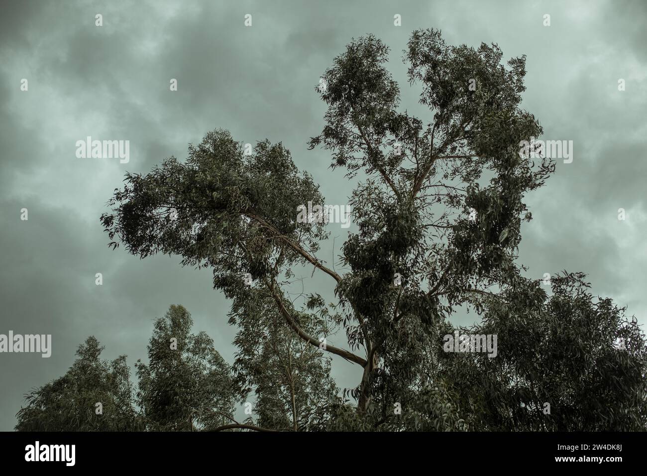 Alberi di eucalipto (Eucalyptus globulus), cielo grigio, San Pedro de sano, Perù Foto Stock