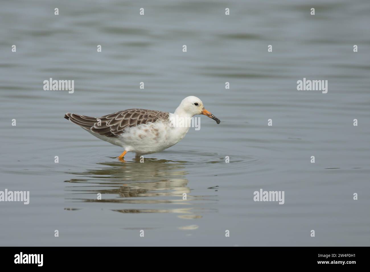 Ruff (Philomachus pugnax) uccello adulto in una laguna poco profonda, Lincolnshire, Inghilterra, Regno Unito Foto Stock