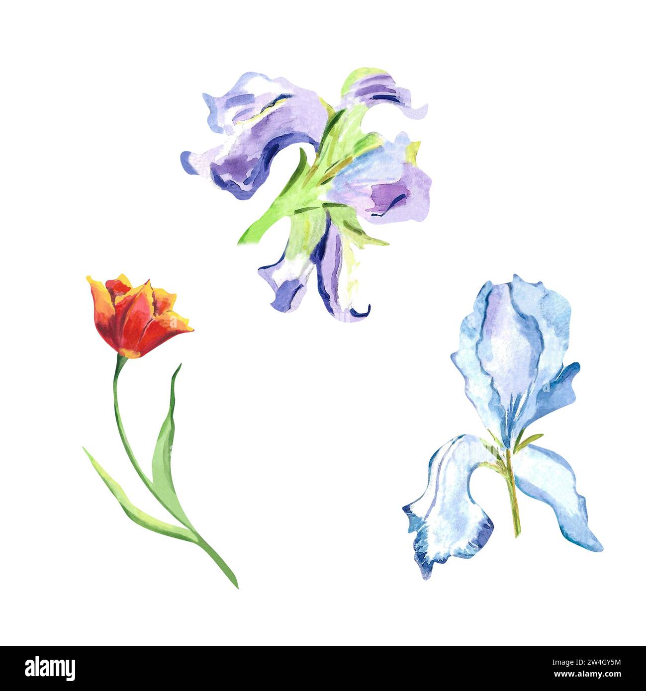 Iridi pastello ad acquerello e tulipani illustrazione floreale con delicato viola e Iris rosso tulipano Botanico per cartoline, poster, decorazioni, Festa della donna Foto Stock