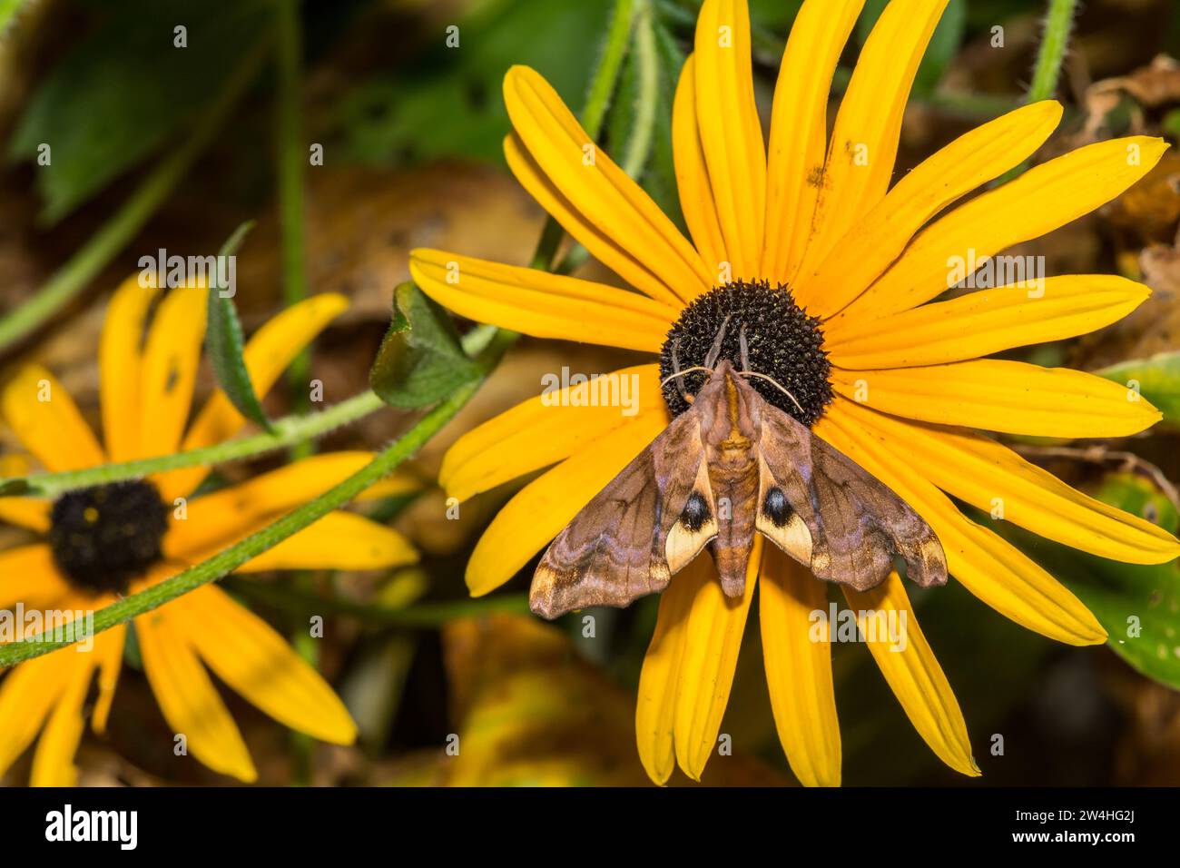 Small-eyed Sphinx Moth - Miopi Paonias Foto Stock