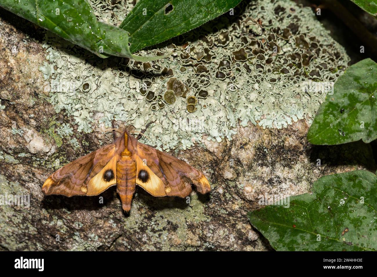 Small-eyed Sphinx Moth - Miopi Paonias Foto Stock