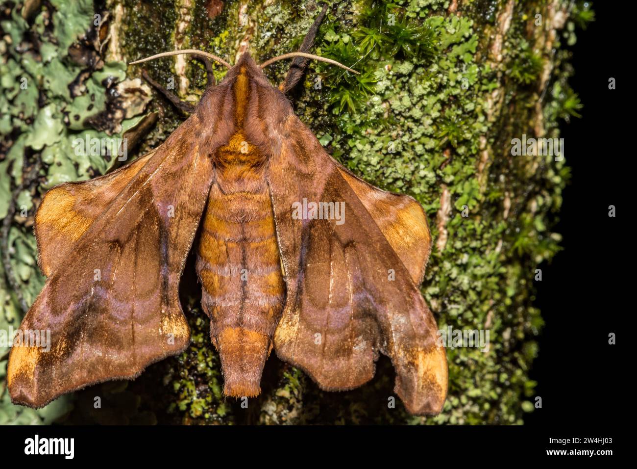 Small-eyed Sphinx Moth - Miopi Paonias Foto Stock