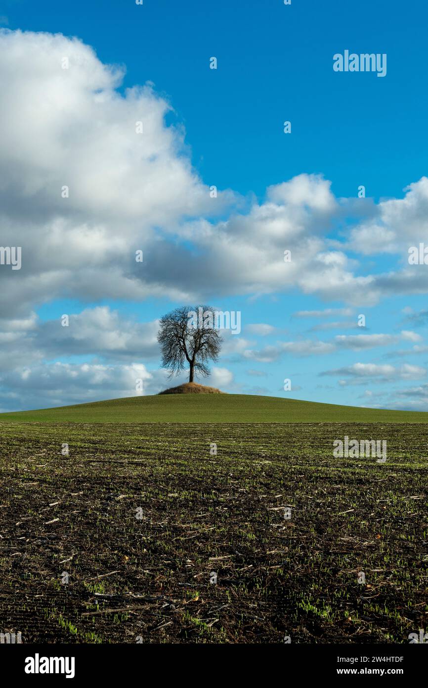 Un albero solitario sorge su una collina erbosa sotto un cielo blu pieno di nuvole soffici durante un pomeriggio di sole in Alvernia, Francia, Europa Foto Stock