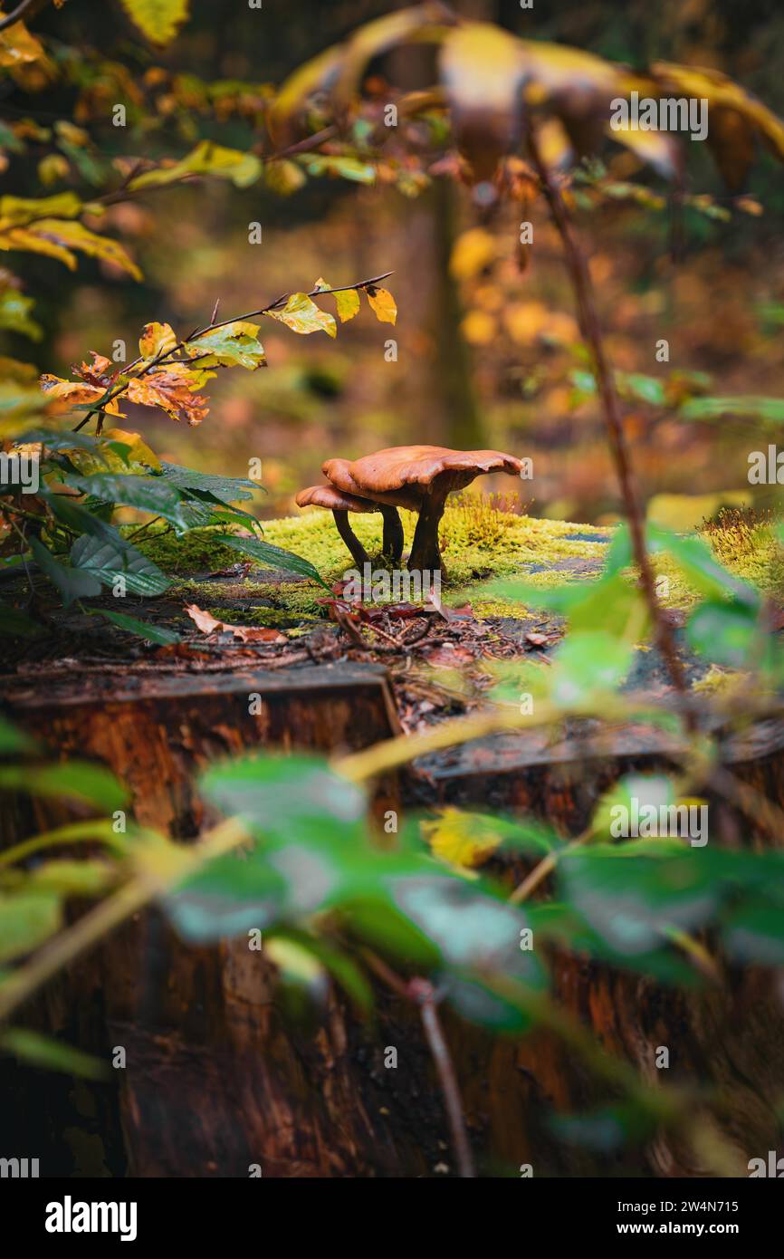 Un singolo fungo che cresce su un vecchio tronco di albero circondato da foglie autunnali, Calw, Foresta Nera, Germania Foto Stock