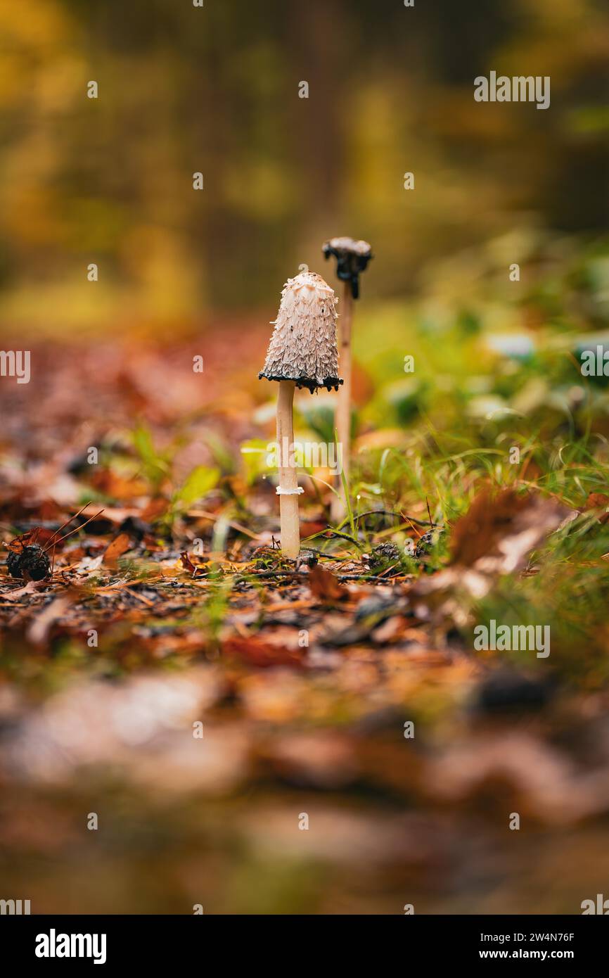 Un singolo fungo a fuoco su uno sfondo boschivo offuscato, Calw, Foresta Nera, Germania Foto Stock