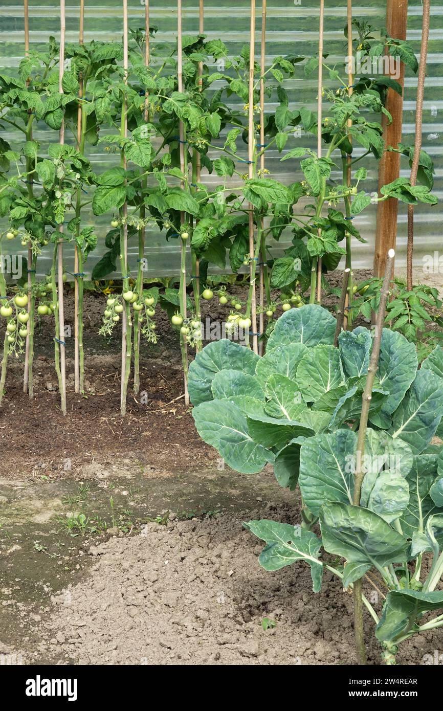 Orto, la coltivazione e la maturazione dei pomodori su un bastone e cavoletti di bruxelles in un orto Foto Stock