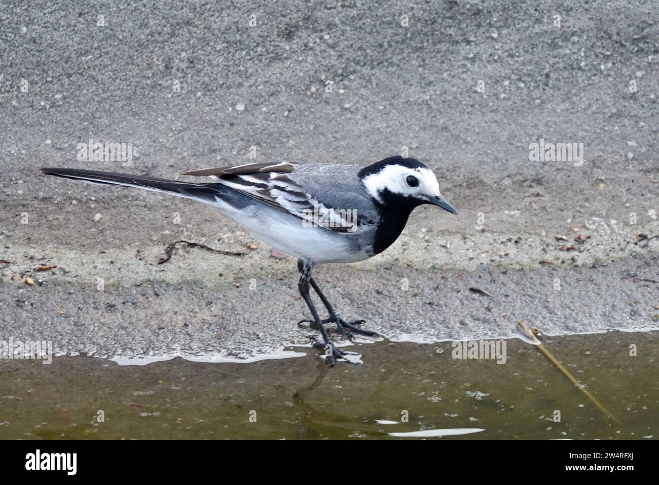 Pied Wagtail Motacilla alba Wildlife Bank Vista sul lato dell'acqua fauna selvatica Bird Wild Small Songbird Foraging Water Edge Repubblica Ceca Europa Foto Stock