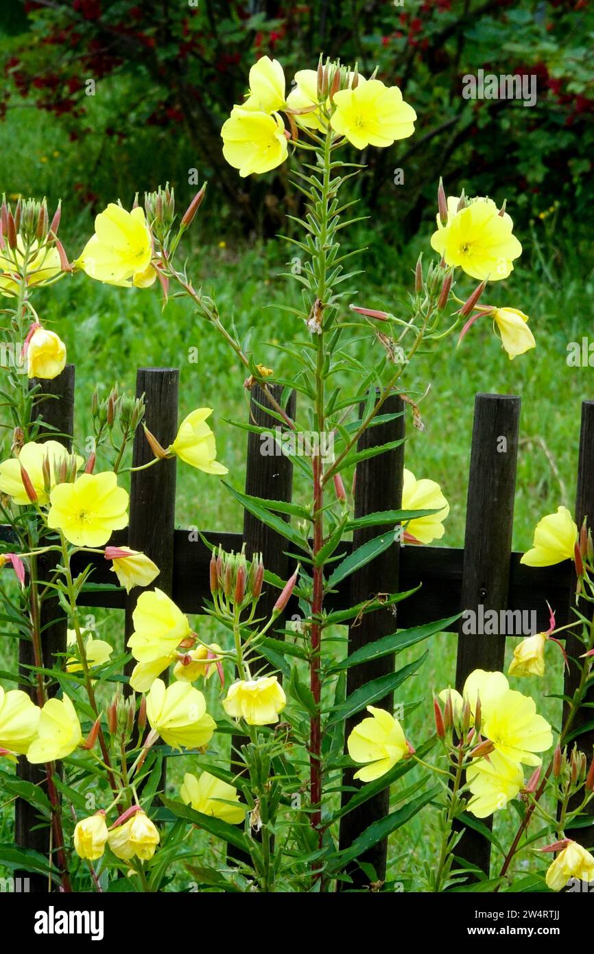 Recinzione giardino, Oenothera biennis Foto Stock