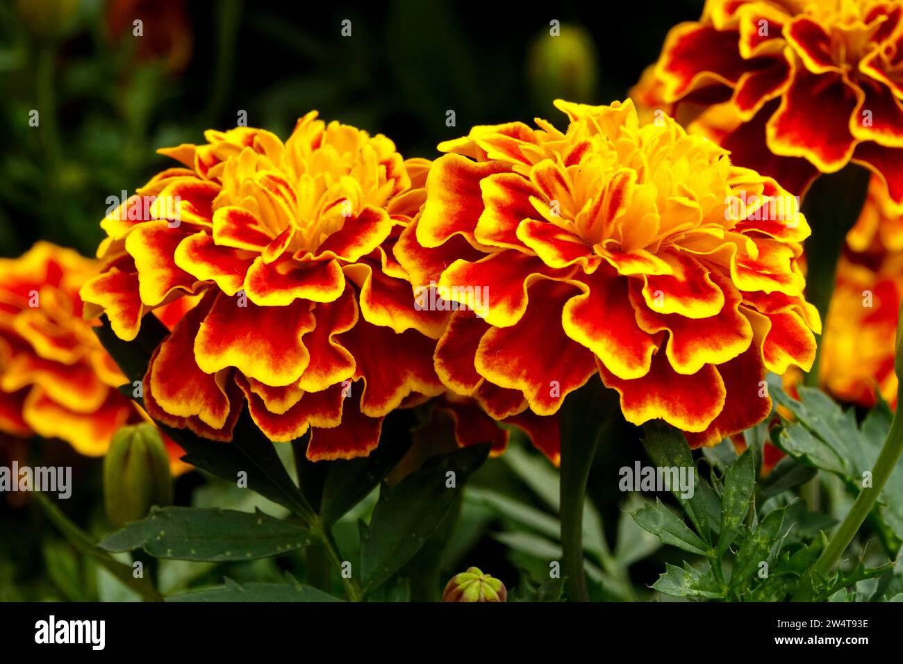 Calendula africana, Fiore, Tagetes Foto Stock