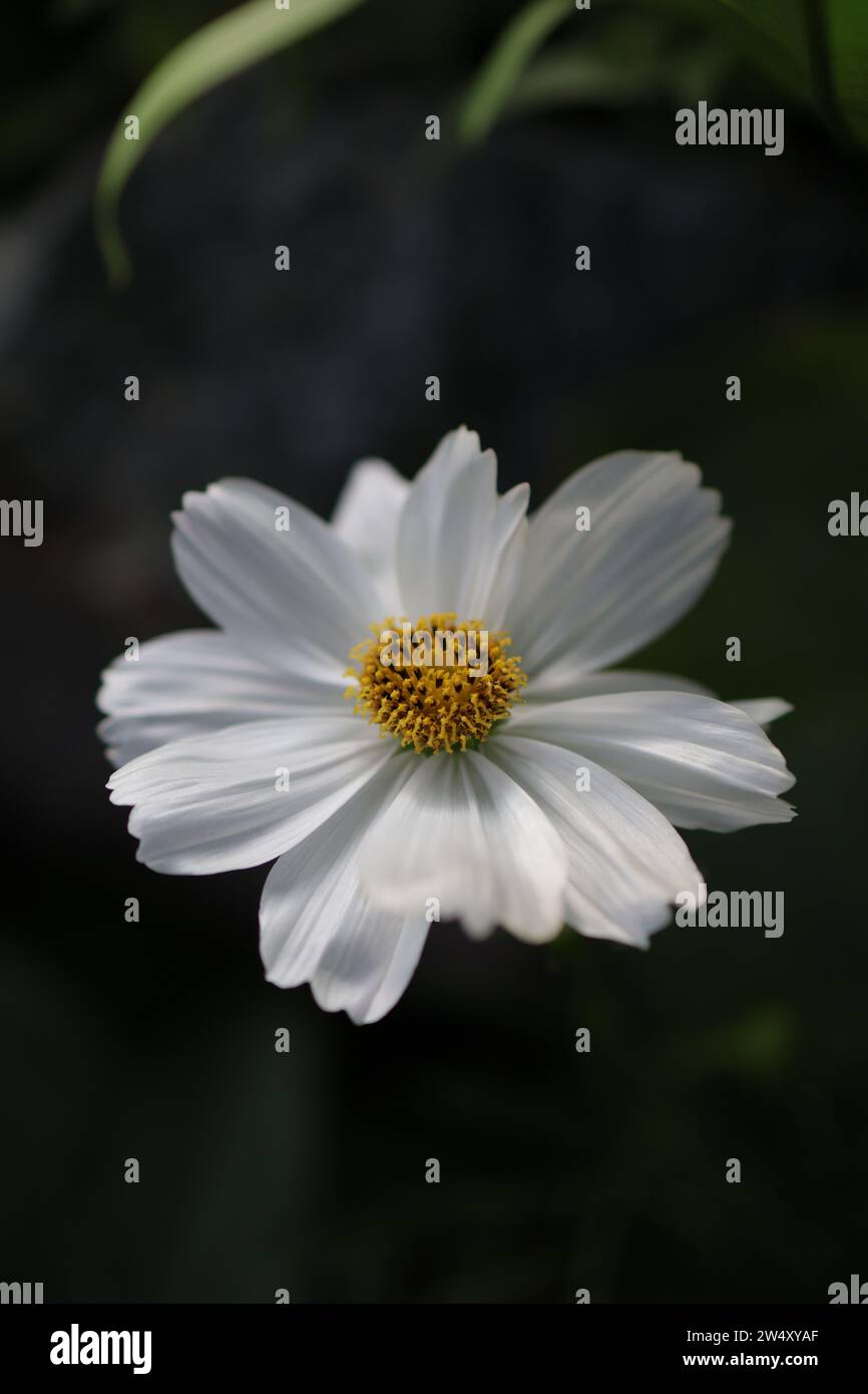 fiore, flora, floreale, natura, bello, fioritura, fioritura, pianta, estate, bianco, bellezza, macro, sfondo, giardino, primavera, cosmos, primo piano, fioritura, Foto Stock