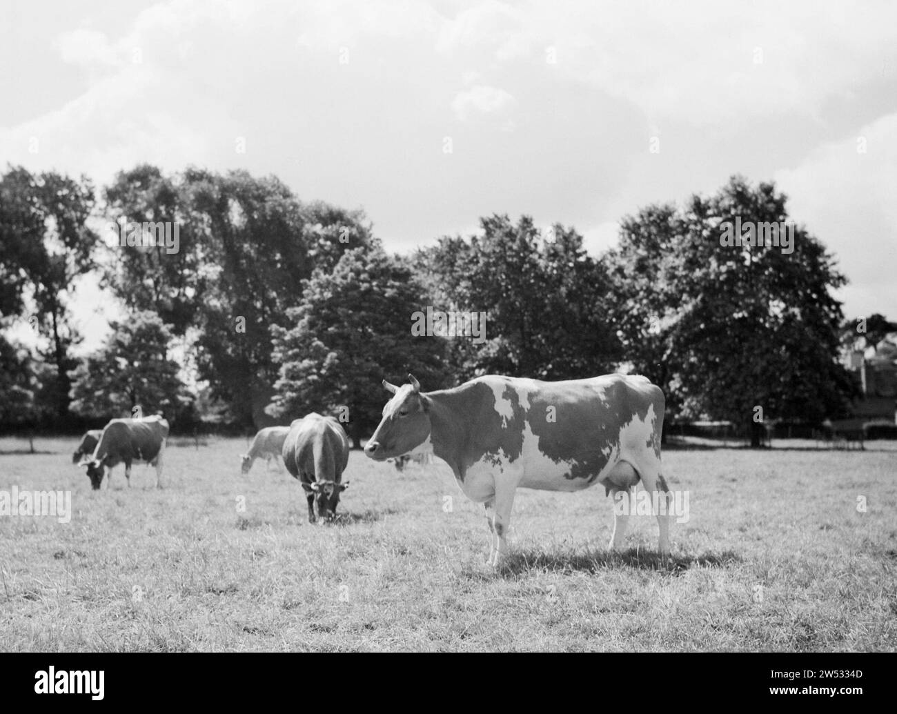 Una mucca frisona bianca e rossa nel prato con alberi sullo sfondo ca. non datato Foto Stock