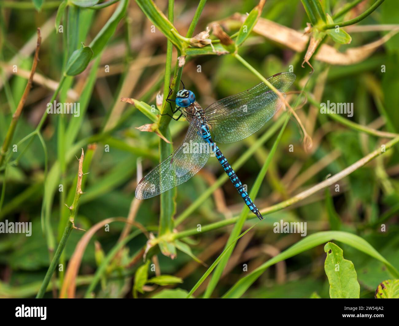 Southern Hawker Dragonfly che riposa su Everlasting Sweetpea Foto Stock