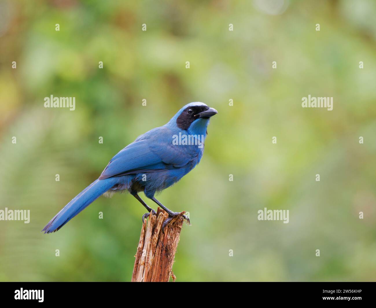 Turchese Jay Cyanolyca turcosa Ecuador BI037508 Foto Stock