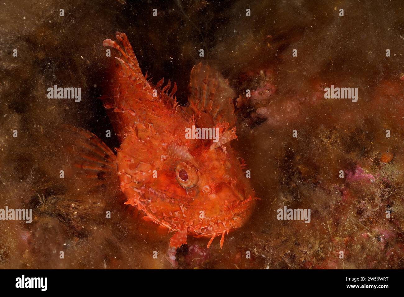 Scorpione rosso (Scorpaena scrofa), scrofa marina adagiata sul fondo marino ricoperto di alghe, sito di immersione riserva marina di Cap de Creus, Rosas, Costa Brava Foto Stock