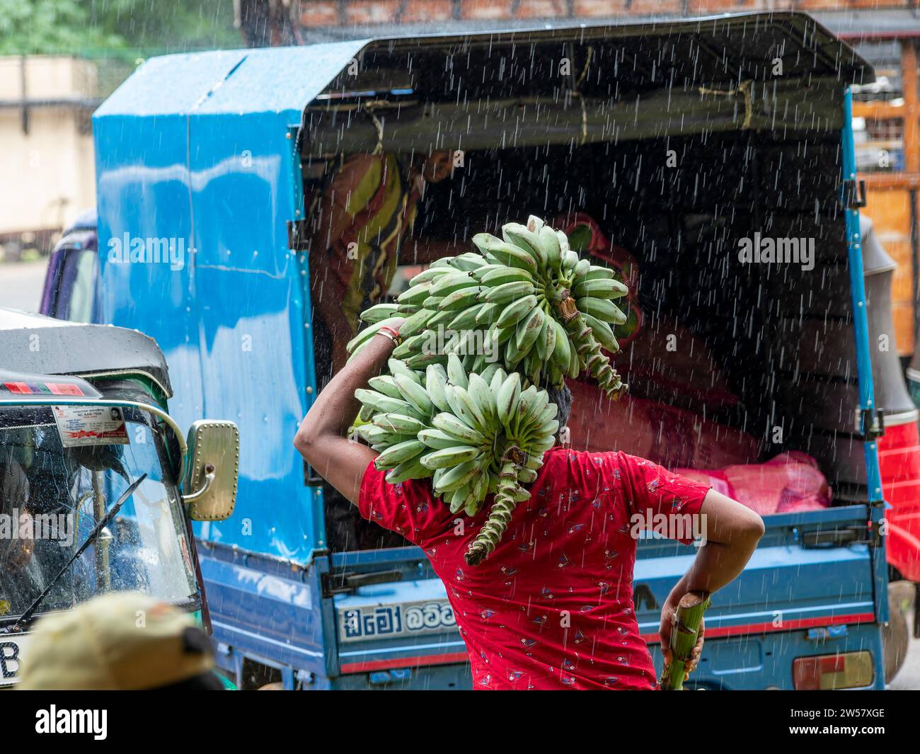 Uomo che trasporta banane sulla spalla sotto la pioggia al camion, Dambulla, Sri Lanka Foto Stock
