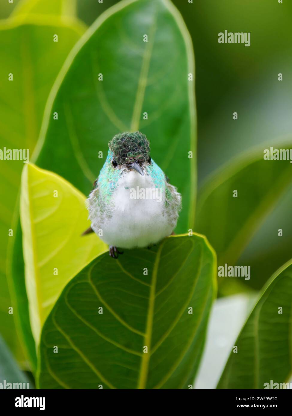 Andean Emerald Hummingbird Amazilia franciae Ecuador BI037649 Foto Stock