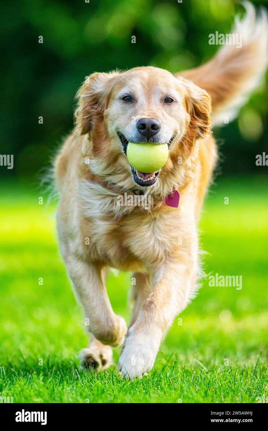 Una felice e carina Golden Retriever di 5 anni che corre con la sua pallina gialla. Foto Stock