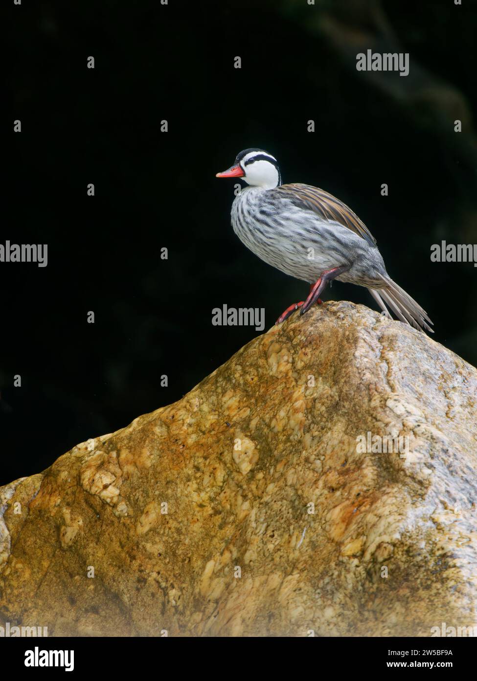 Torrent Duck - drake arroccato sul masso di fiume Merganetta armata Ecuador BI037749 Foto Stock