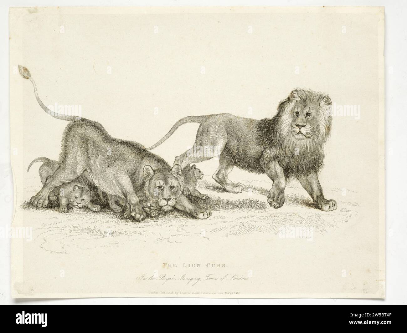 Leoni e cuccioli nella Royal Menagerie, Torre di Londra Foto Stock