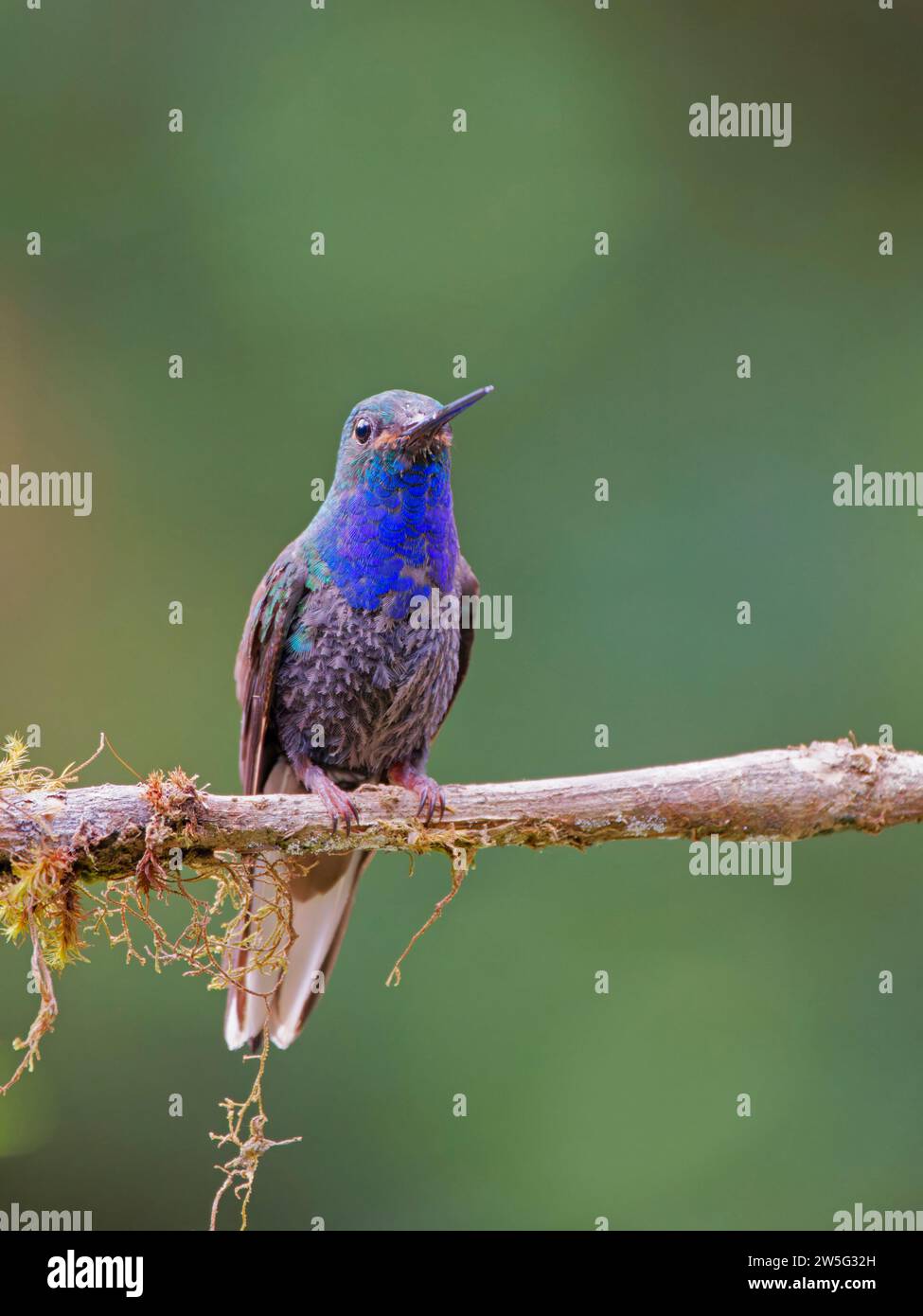 Hillstar Hummingbird Urochroa leucura Ecuador BI038100 con schienale verde Foto Stock