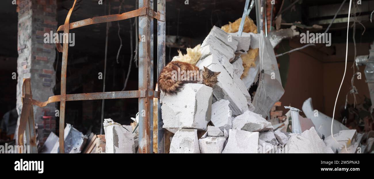 Il gatto dorme sullo sfondo di un centro commerciale in rovina. Conseguenze del bombardamento di Malta. Ucraina, regione di Kiev, città di Irpin, 2022. Foto Stock