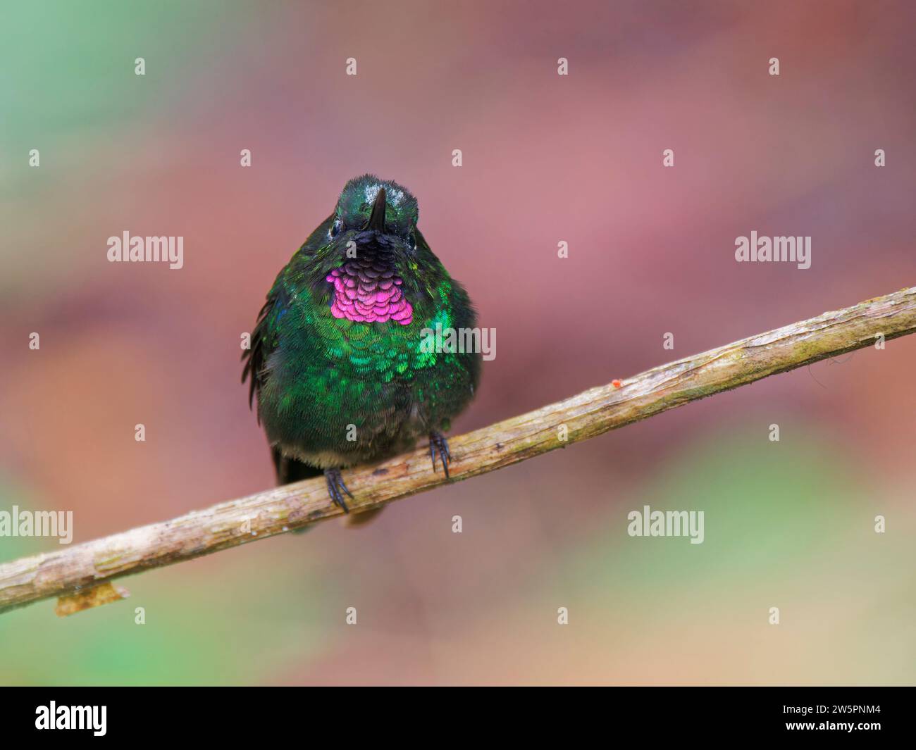 Tourmaline Sunangel Heliangelus exortis Ecuador BI038324 Foto Stock