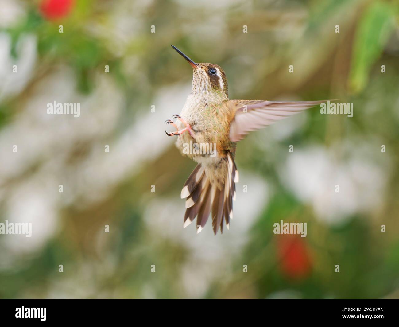 Colibrì speckled - in volo Adelomyia melanogenys Ecuador BI038375 Foto Stock