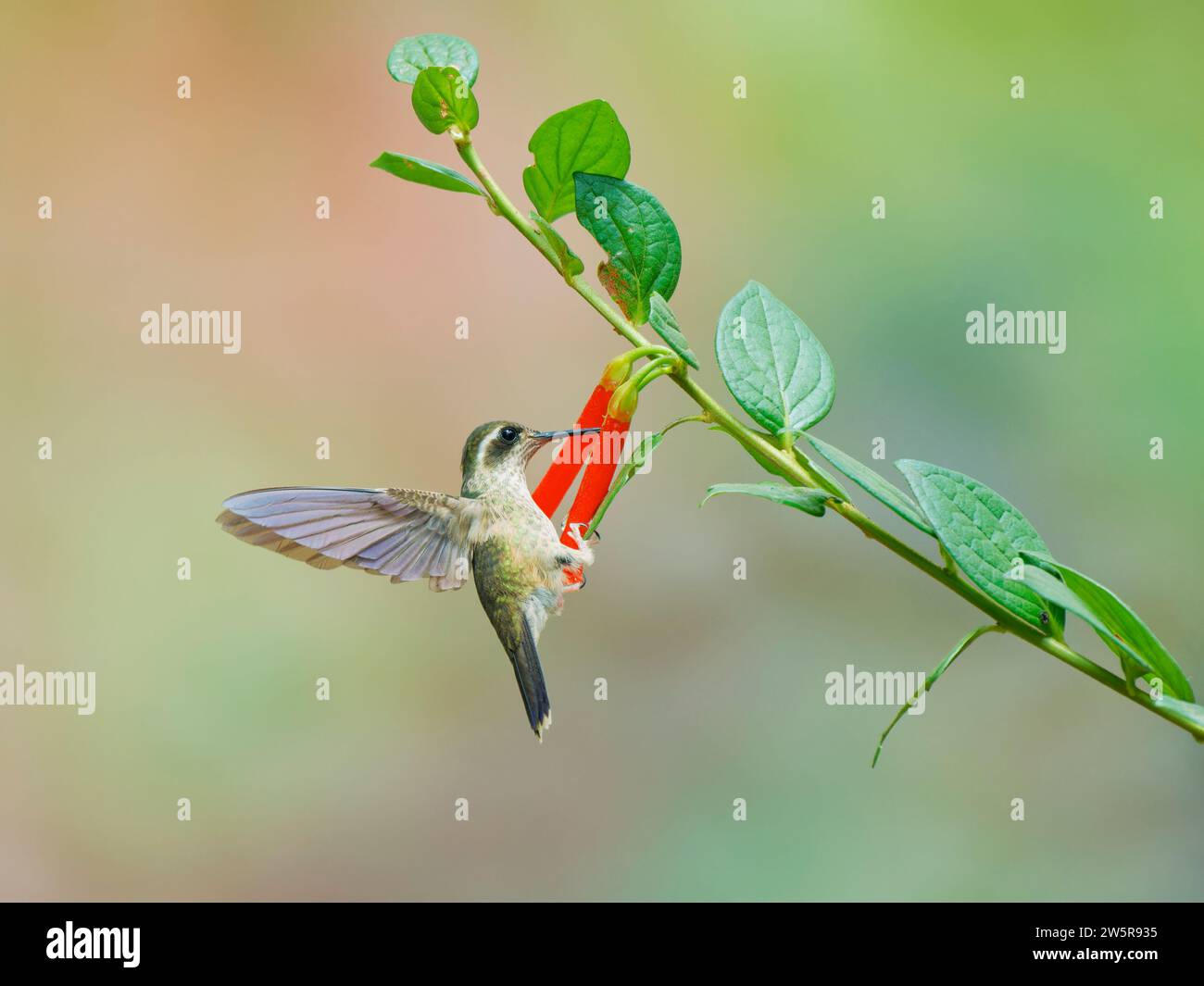 Colibrì macchiato - nutrirsi di fiori Adelomyia melanogenys Ecuador BI038377 Foto Stock
