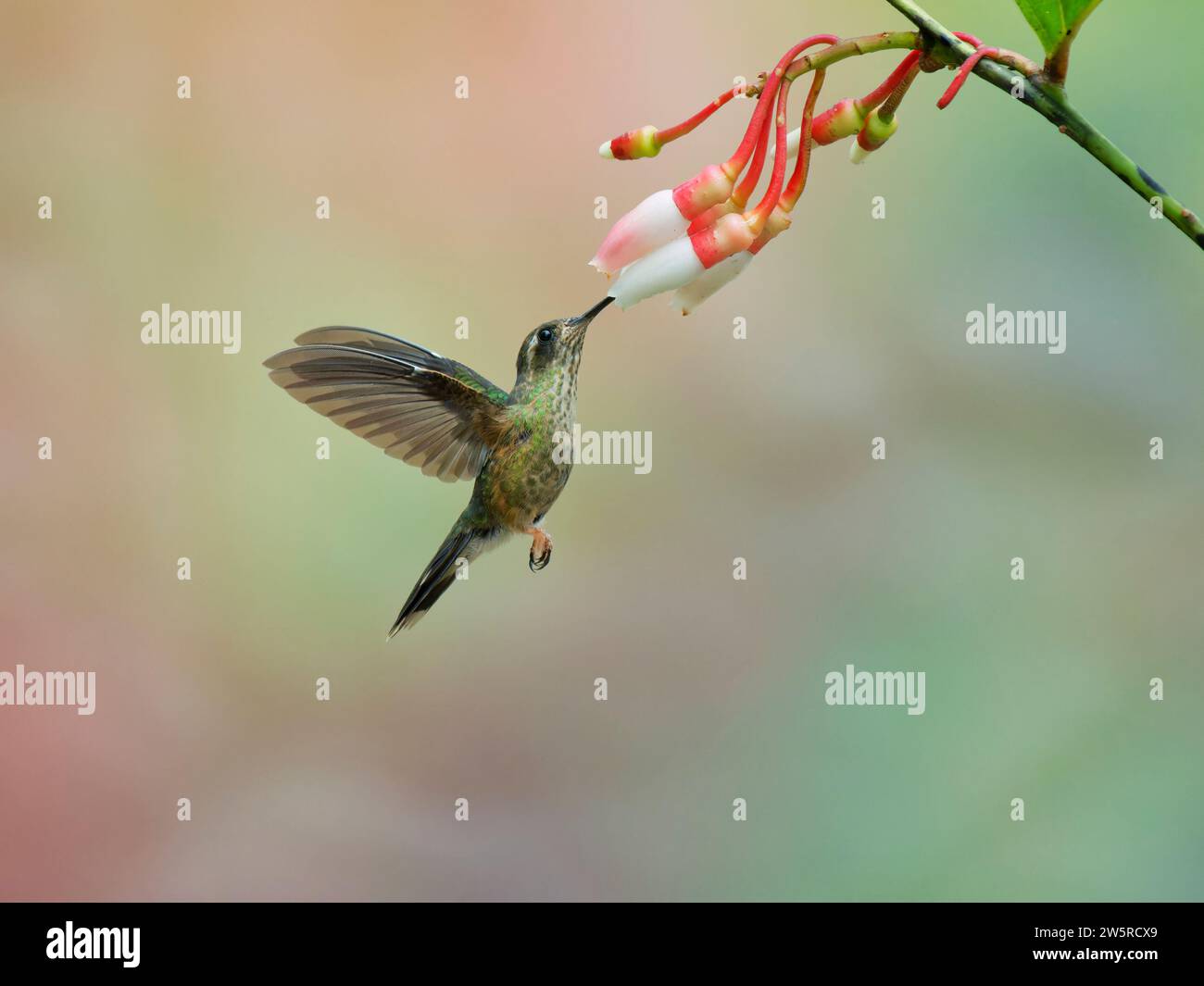 Colibrì macchiato - nutrirsi con il fiore Adelomyia melanogenys Ecuador BI038382 Foto Stock