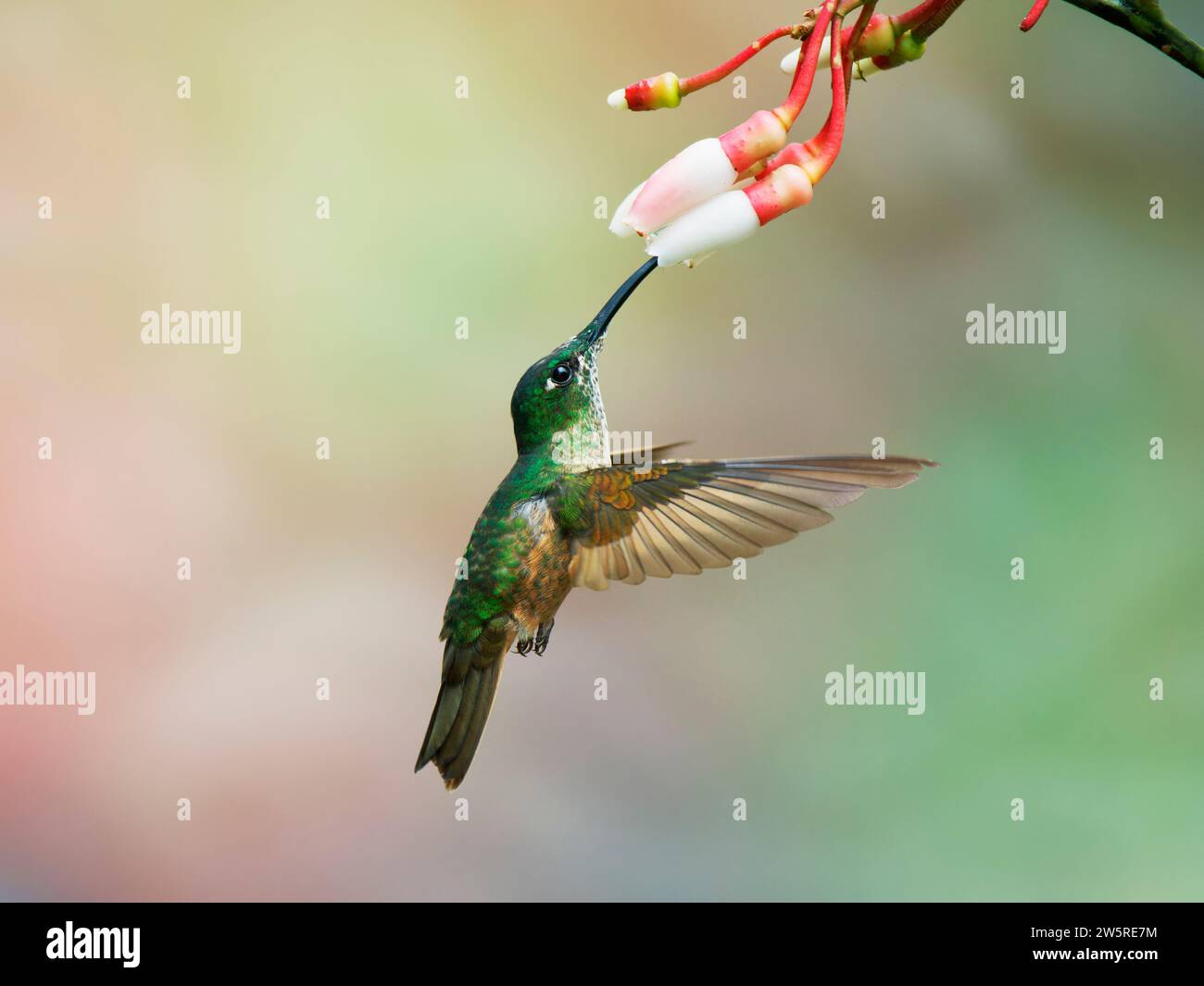 Colibrì macchiato - nutrirsi con il fiore Adelomyia melanogenys Ecuador BI038394 Foto Stock