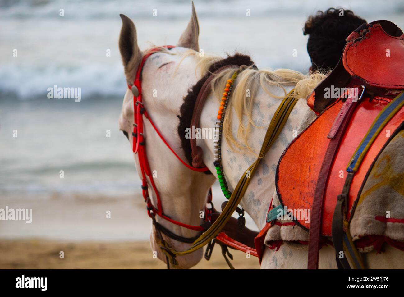 Cavallo obbediente Foto Stock