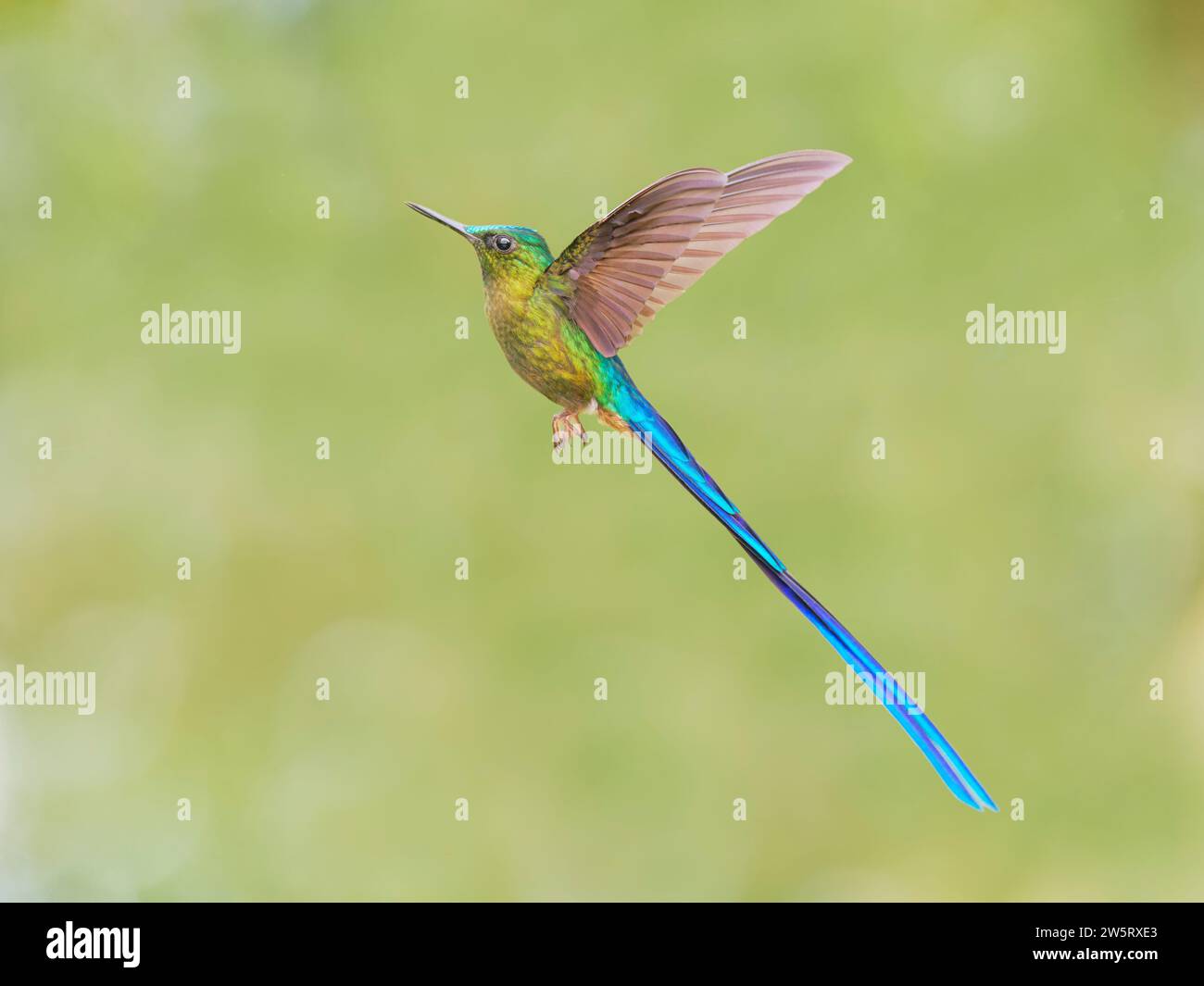 Violet Tailed Sylph - in volo Aglaiocercus coelestis Ecuador BI038429 Foto Stock