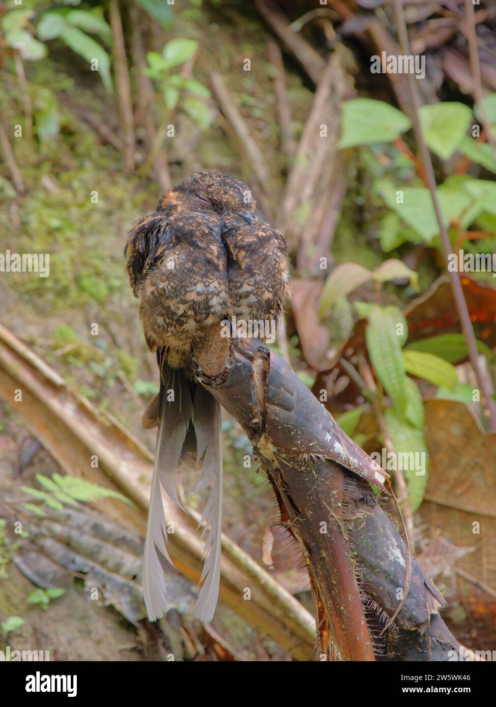 Lyre Tailed Nightjar Uropsalis lyra Ecuador BI038588 Foto Stock
