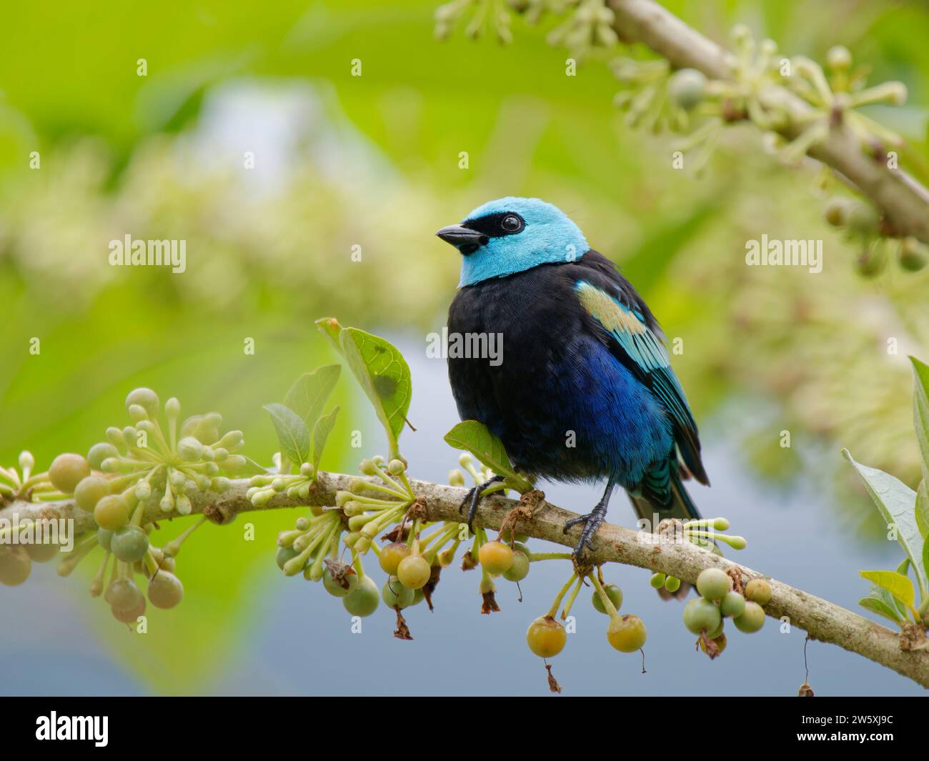 Tanager Tangara dal collo blu cyanicollis Ecuador BI038665 Foto Stock