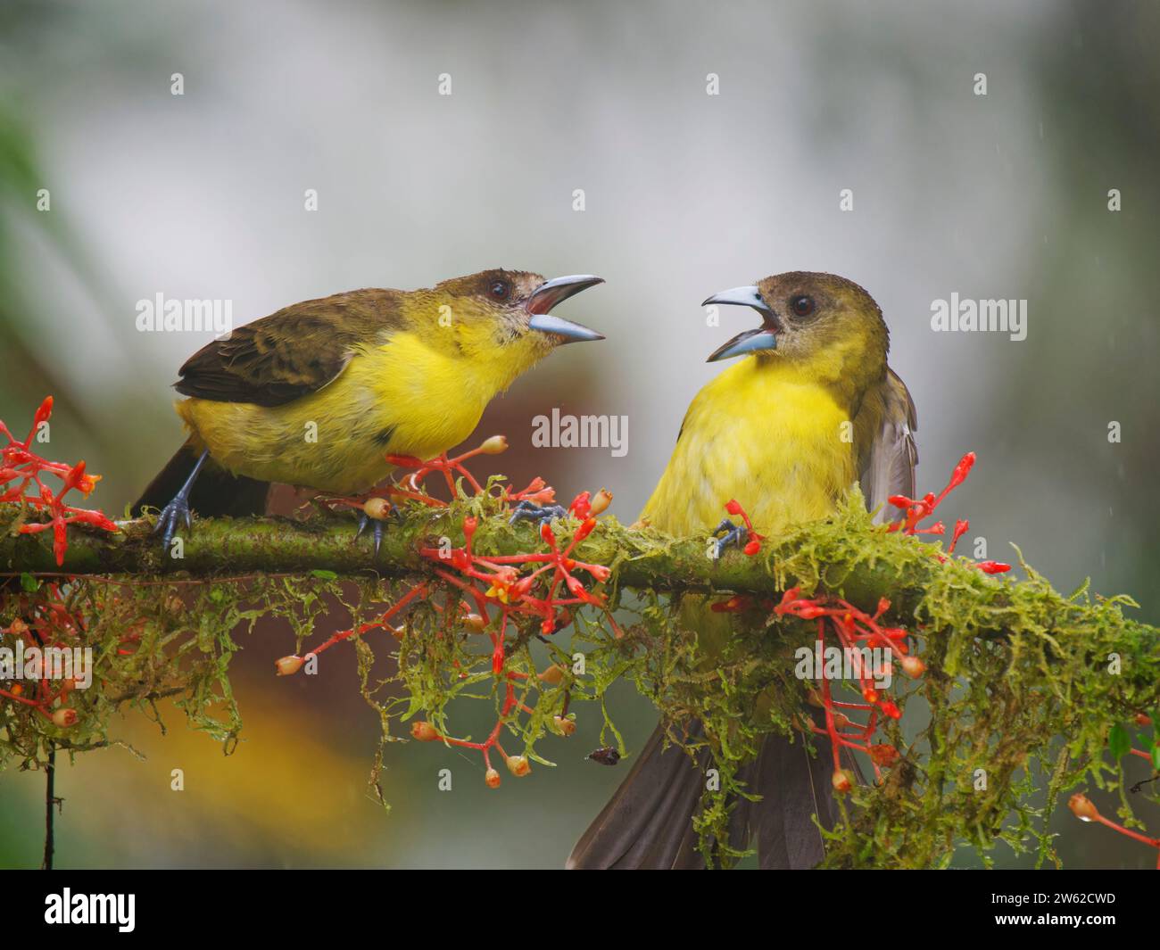 Lemon Rumped Tanager - mostra aggressività Ramphocelus icteronotus Ecuador BI038860 Foto Stock