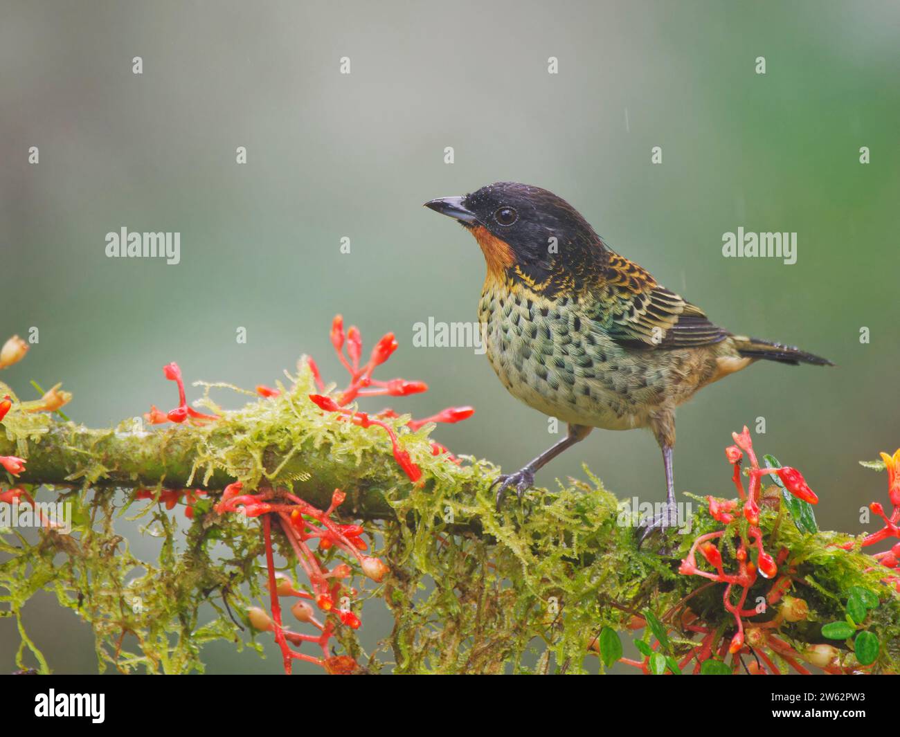 Rufous Throated Tanager Tangara rufigula Ecuador BI038887 Foto Stock