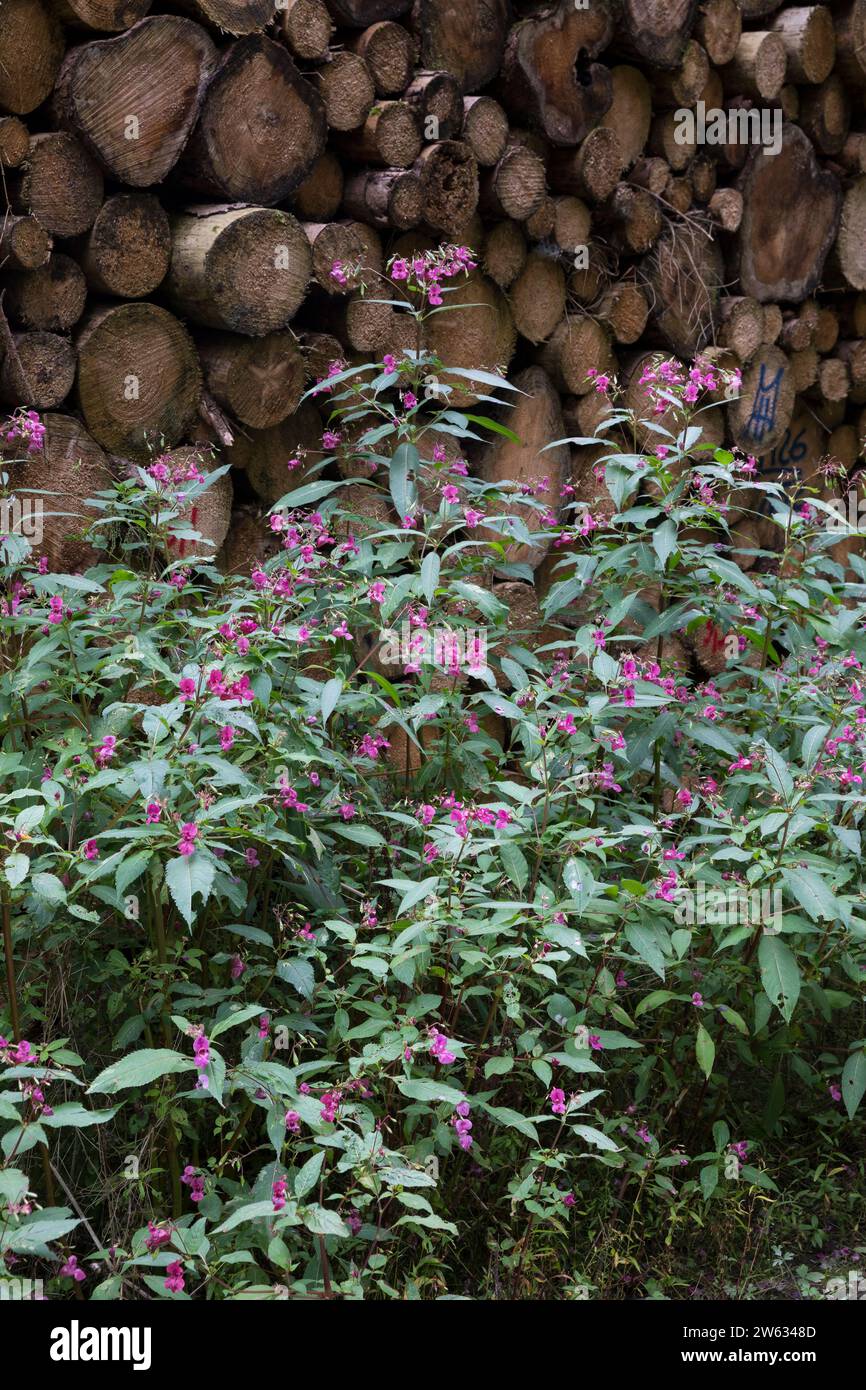 Indisches Springkraut, Drüsiges Springkraut, an einem Waldweg, Impatiens glandulifera, Himalayan Balsam, casco da poliziotto, la Balsamine de l'Himalay Foto Stock