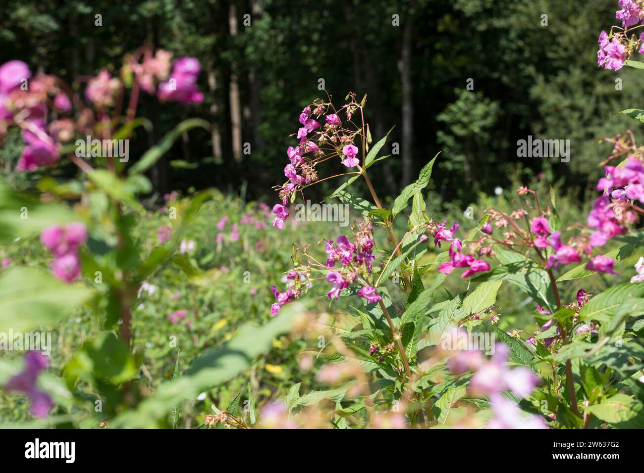 Indisches Springkraut, Drüsiges Springkraut, Impatiens glandulifera, Himalayan Balsam, casco da poliziotto, la Balsamine de l'Himalaya, ghiandola balsamina Foto Stock