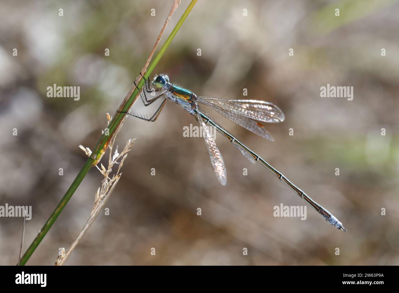 Kleine Binsenjungfer, Männchen, Lestes virens, Small Emerald Damselfly, Small Spreadwing, maschio, le este verdoyant, Binsenjungfer, Teichjungfern, il più lontano Foto Stock