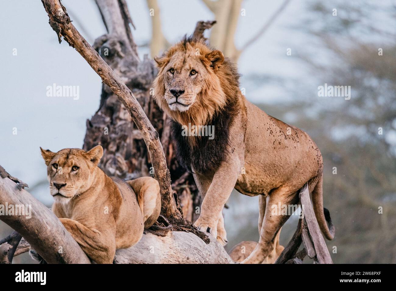 Due leoni regali riposano su un ramo d'albero nel cuore della natura selvaggia del Kenya, mostrando la bellezza naturale e l'essenza selvaggia della fauna africana. Foto Stock